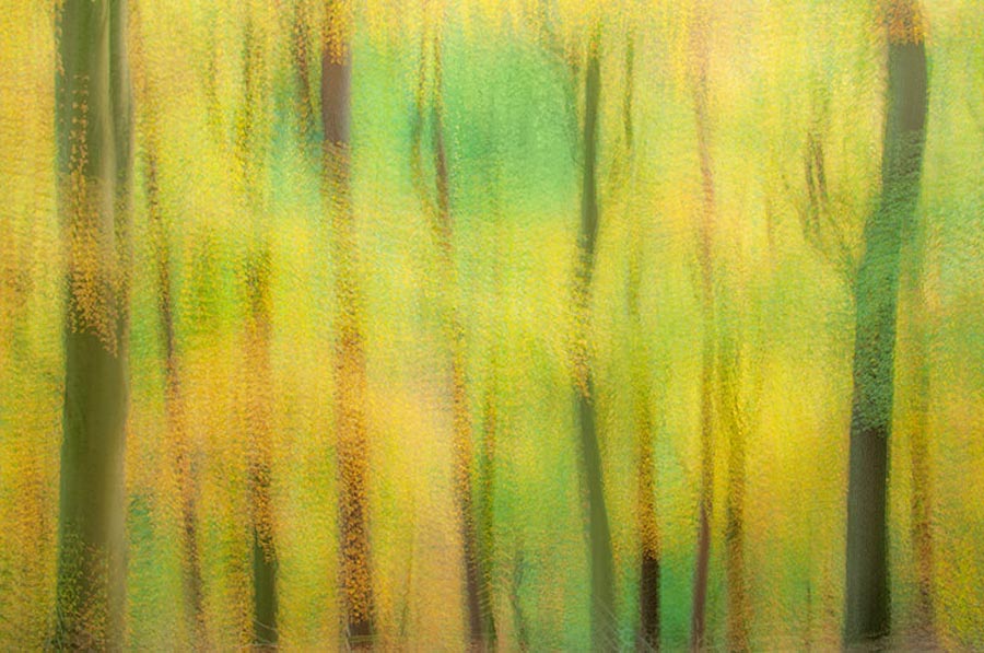 Phillipe Monthoux Autumn Forest